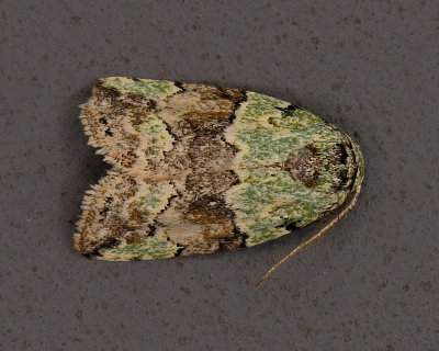 Dyar's Lichen Moth # 8102