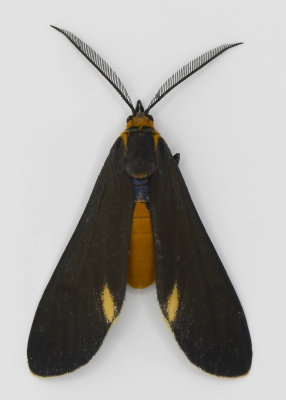 Black-winged Dahana Moth #8266.