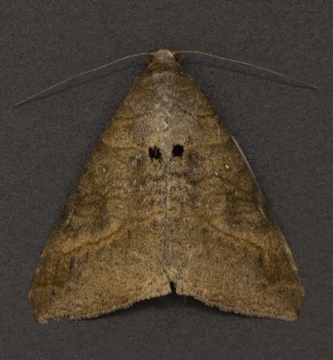 Small Mocis Moth #8743.
