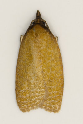 Distinct Sparganothis Moth#3704.
