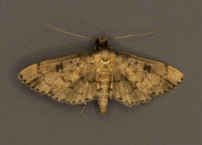 Nacoleia charesalis Moth # 5178.5.