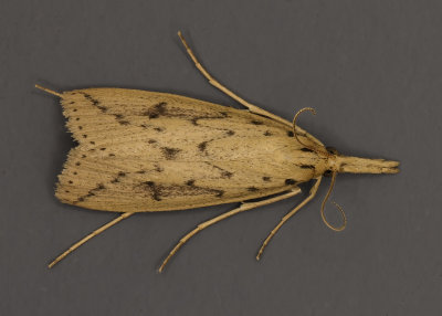 Donacaula sordidella Moth # 5313.