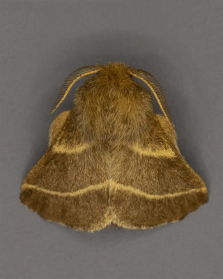 Eastern Tent Caterpillar Moth #7702