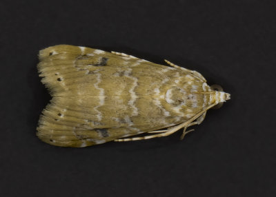 Cabbage Budworm Moth #4847