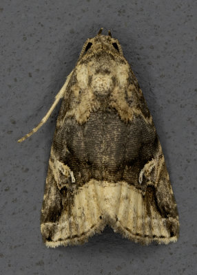 Nebula Brown Moth #9033