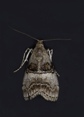 Maple Webworm Moth #5606