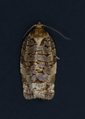 Georgia Archips Moth # 3656
