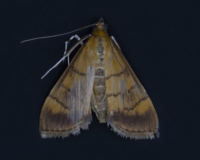 Lantana Leafier Moth # 5287