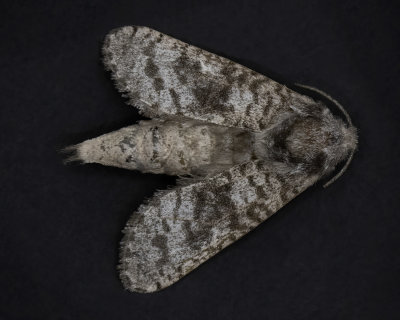 Francesca Carpenterworm Moth # 2671