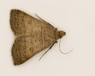 Bleptina flavivena Moth #8375