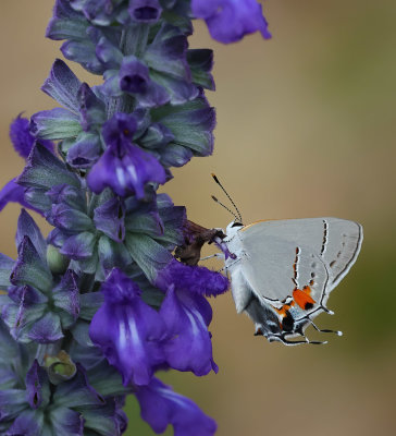 Gray Hairstreak