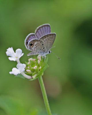 Ceraunus Blue, male