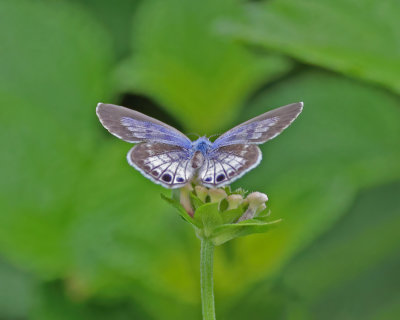 Eastern Pygmy-Blue,female