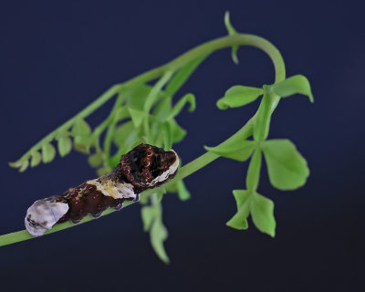 Giant Swallowtail caterpillar