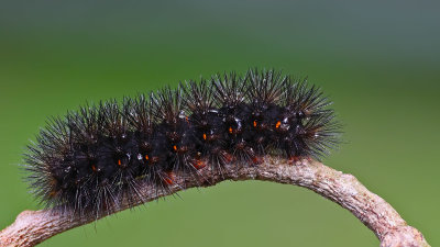 Leopard Giant caterpillar