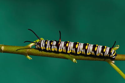 Queen caterpillar