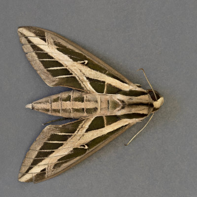 Banded Sphnix Moth #7865