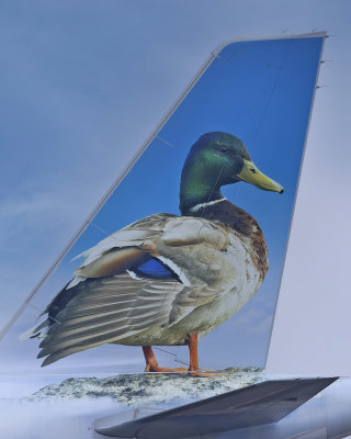 O'Malley the Mallerd Duck