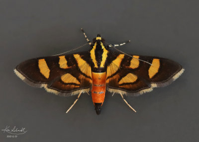 Orange Spotted Flower Moth