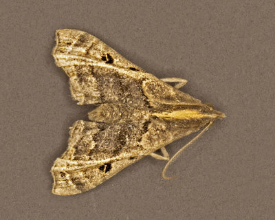 Faint-Spotted Palthis # 8398