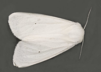 Virginian Tiger Moth #8137