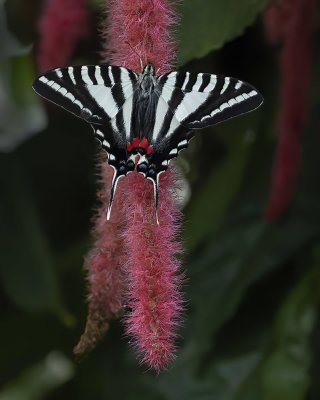 Zebra Swallowtail