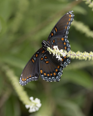 Red-spotted Purple Butterfly