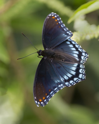 Red-spotted Purple Butterfly