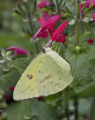 Cloudless Sulphur