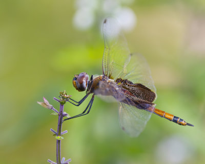 dragonflies_and_damselfies