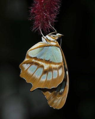 Malachite 