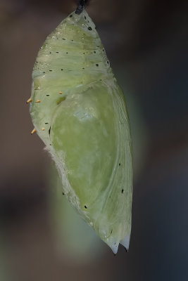 Malachite chrydalis