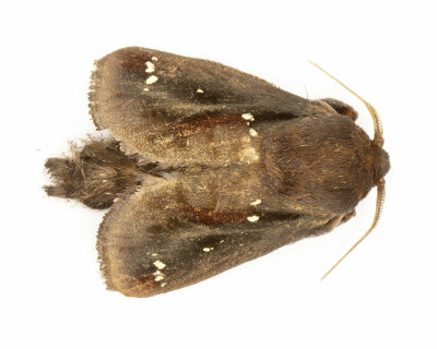 Saddleback Caterpillar Moth #4700