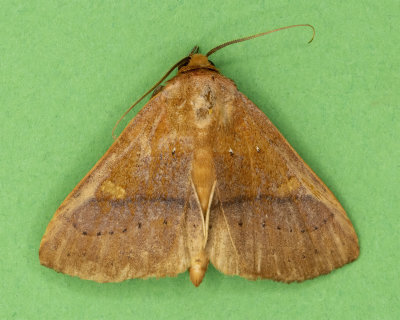 Orange Panopoda Moth #8589