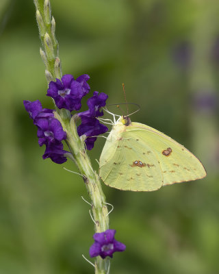 Orange-barrded Sulphur