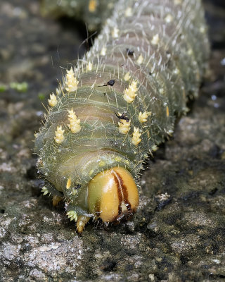 Imperial Moth caterpillar head shot