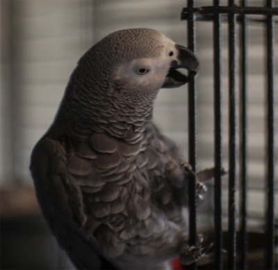 Buzzy is a Central African Gray (CAG) (Psittacus erithacus) -- hatchdate: 2004