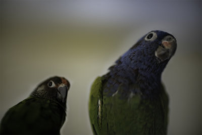 Bobby (Pionus menstruus) -- Blue Head Pionus -- hatch date: Nov 1997