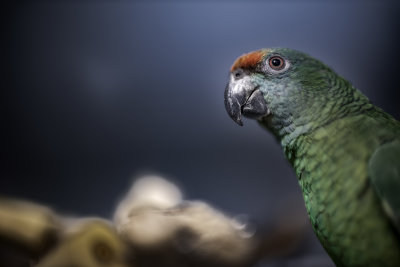 Lucy is a Festive Amazon and member of the sub-species A.f.bodoni -- hatchdate: October 2019