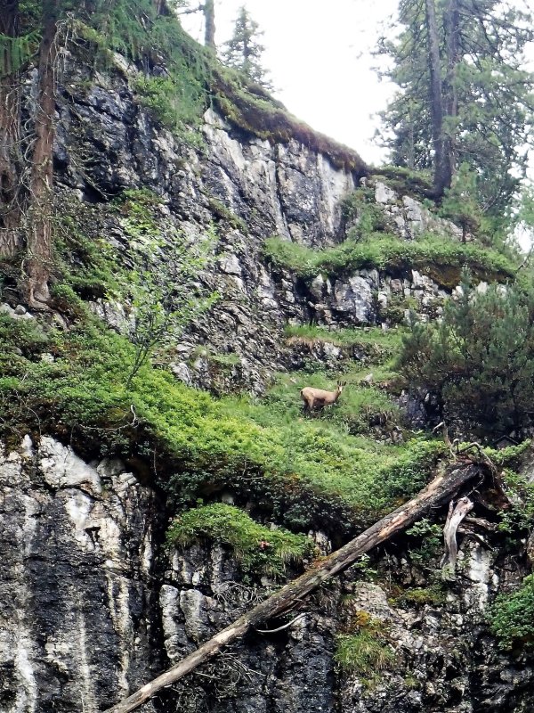 Chamois on a cliff