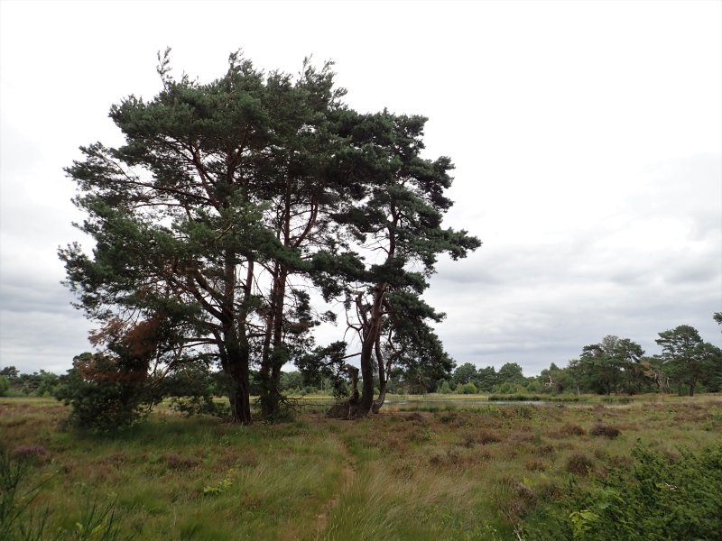 Stage 1: Hondenven