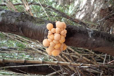 Darwins fungi