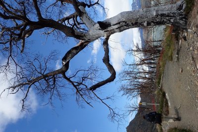Dead tree