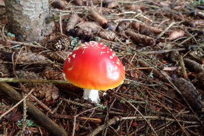 Fly agaric