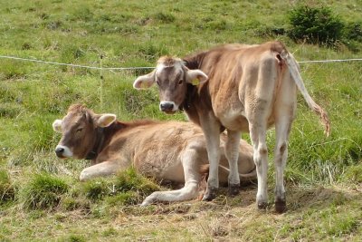 Two calves