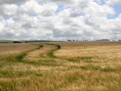 Tracks in a cornfield