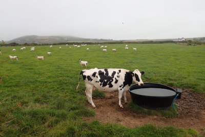 Cow at water through