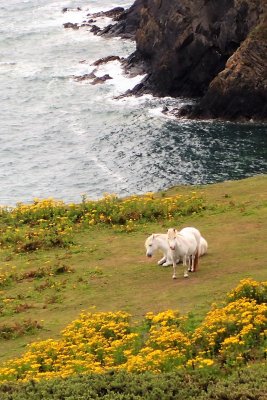 White horses