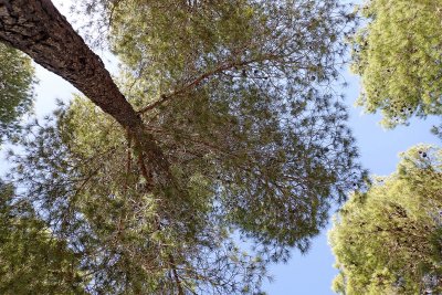 Tree tops