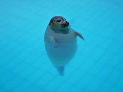 Extra: Harbour seal